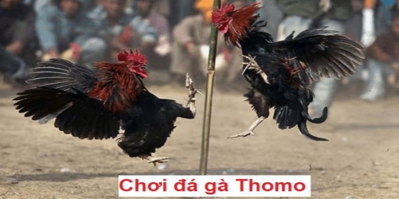 Tìm hiểu cơ bản về đá gà Thomo