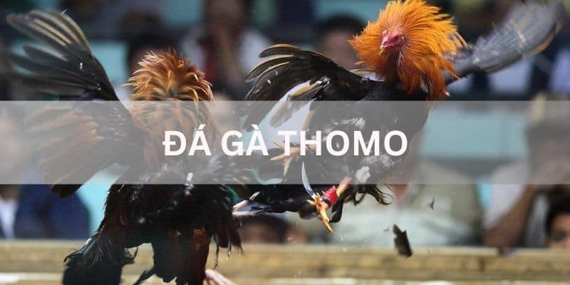 Những lợi ích của cá cược đá gà Thomo trực tuyến là gì?