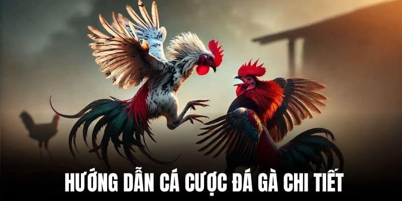 Cập nhật cách tham gia cá cược đá gà chuẩn nhất cho bet thủ