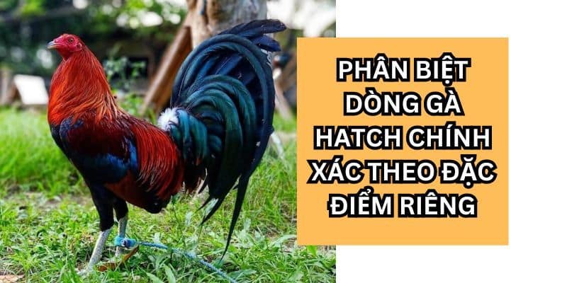 Top 3 giống gà Hatch nổi tiếng