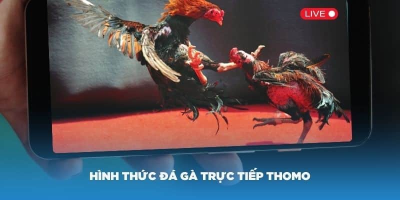 Các nguồn xem trực tiếp đá gà thomo đáng tin cậy