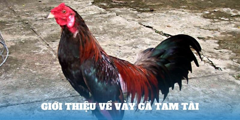 Giới thiệu về vảy gà tam tài