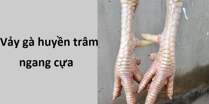 Vảy gà huyền trâm cựa ngang có khả năng đá tốt 