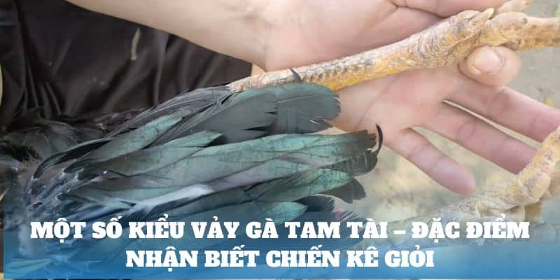 Một số kiểu vảy gà tam tài – đặc điểm nhận biết chiến kê giỏi