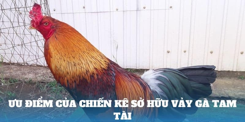 Ưu điểm của chiến kê sở hữu vảy gà tam tài