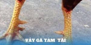 vảy gà tam tài