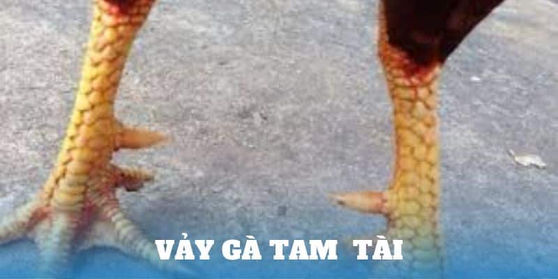 vảy gà tam tài