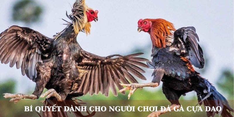 Bí quyết dành cho người chơi đá gà cựa dao